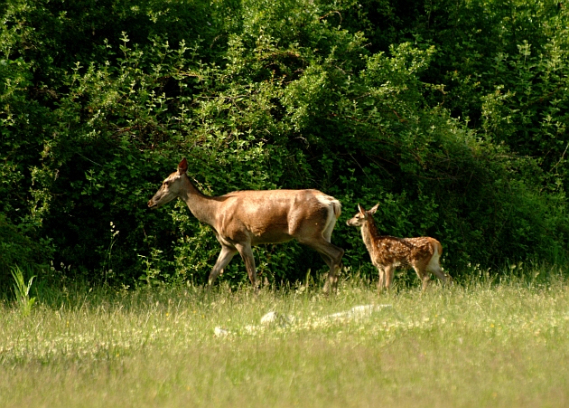 Cerbiatto in allattamento